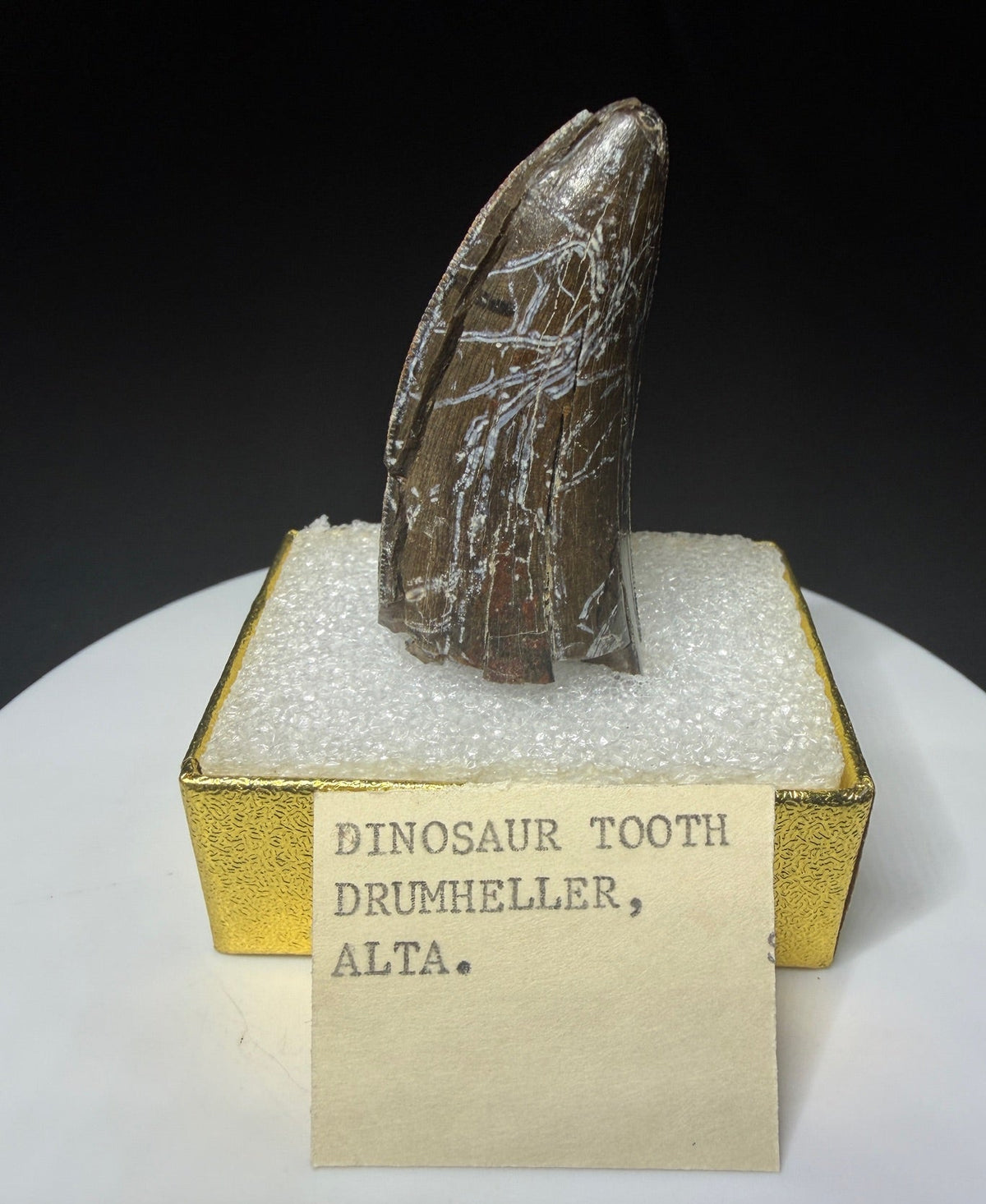 Partial fossilized dinosaur tooth from the Drumheller area of Alberta, Canada, with dark-brown coloration, surface fractures and a longitudinal break