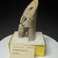 Fossilized dinosaur tooth from the Drumheller area of Alberta, showing a curved serrated crown with extensive fractures and surface loss.