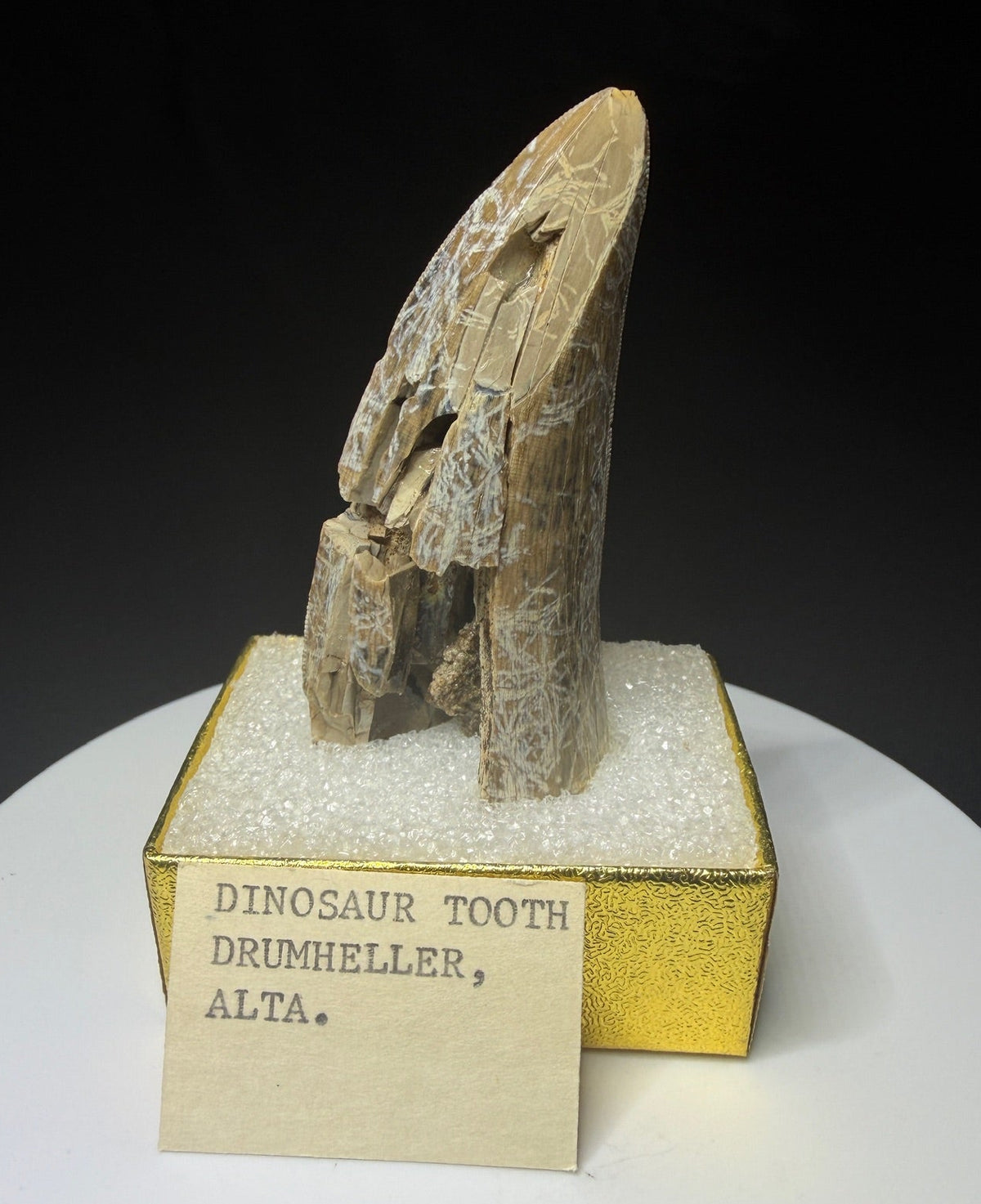 Fossilized dinosaur tooth from the Drumheller area of Alberta, showing a curved serrated crown with extensive fractures and surface loss.