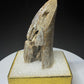 Fossilized dinosaur tooth from the Drumheller area of Alberta, showing a curved serrated crown with extensive fractures and surface loss.