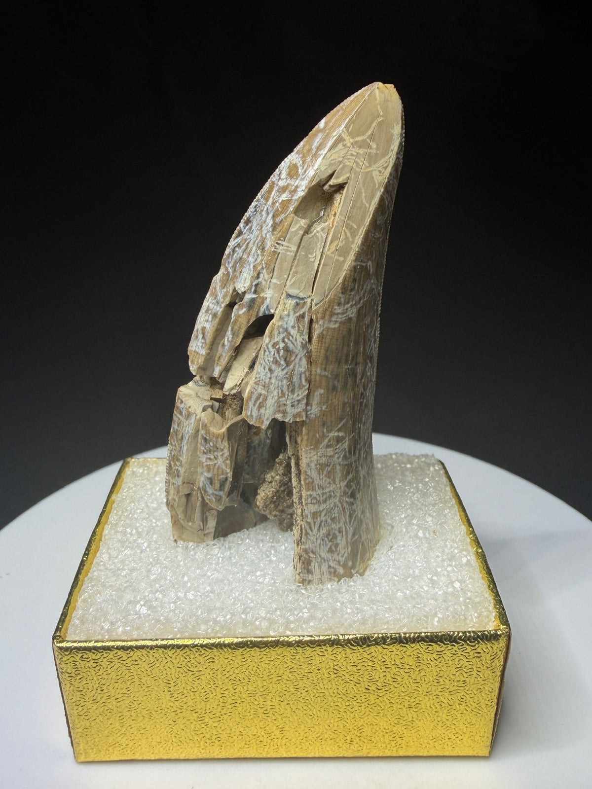 Fossilized dinosaur tooth from the Drumheller area of Alberta, showing a curved serrated crown with extensive fractures and surface loss.