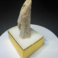Fossilized dinosaur tooth from the Drumheller area of Alberta, showing a curved serrated crown with extensive fractures and surface loss.