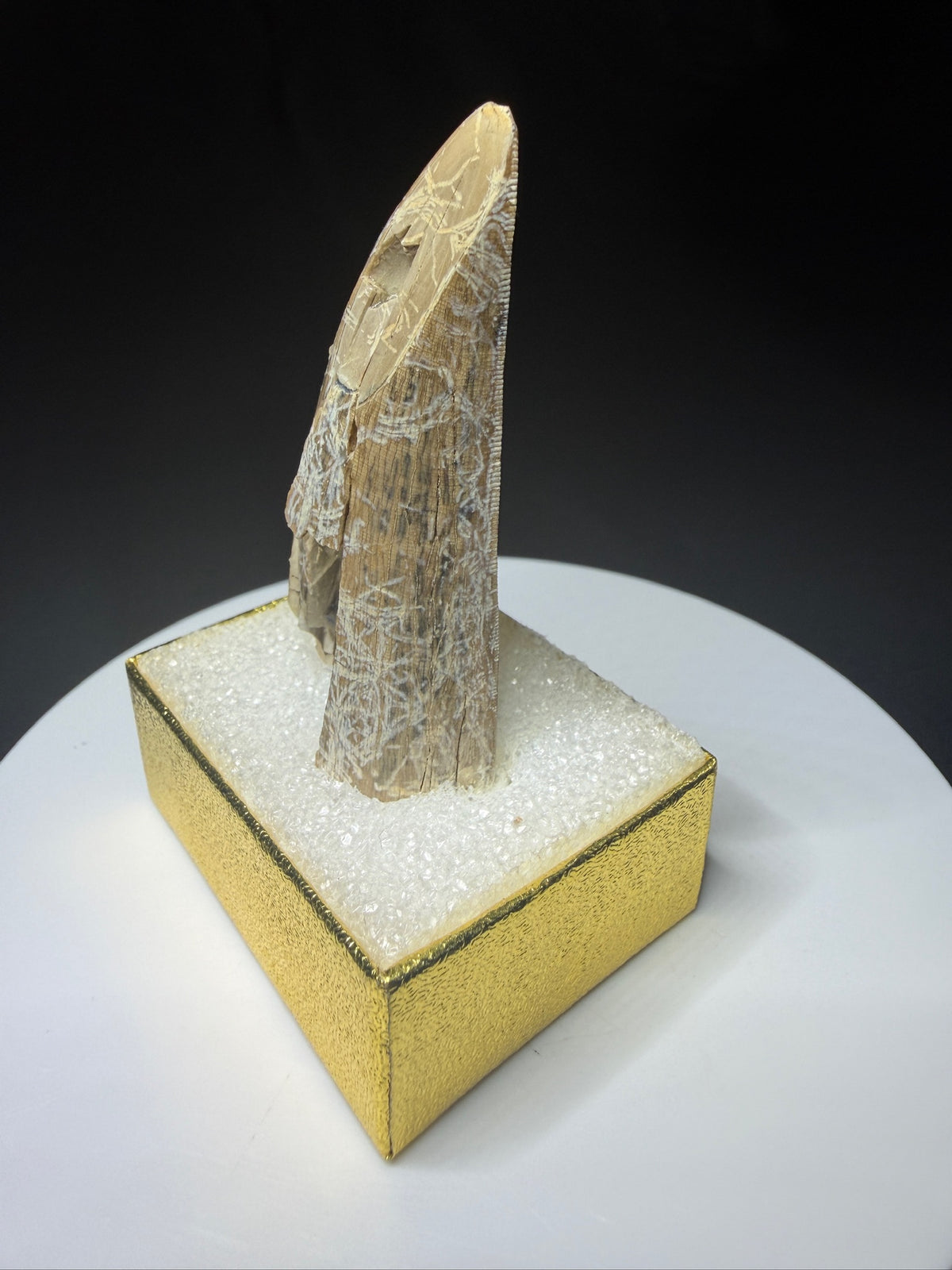 Fossilized dinosaur tooth from the Drumheller area of Alberta, showing a curved serrated crown with extensive fractures and surface loss.