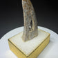 Fossilized dinosaur tooth from the Drumheller area of Alberta, showing a curved serrated crown with extensive fractures and surface loss.