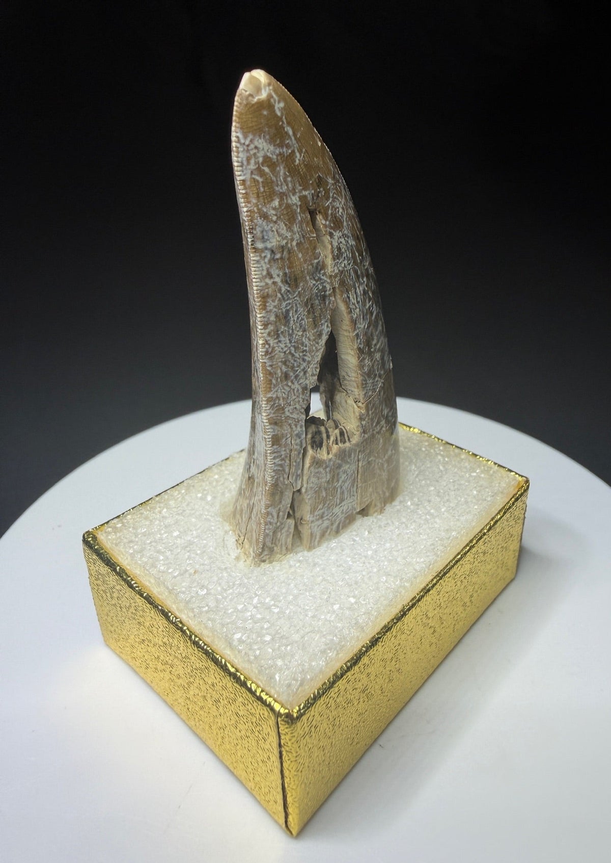 Fossilized dinosaur tooth from the Drumheller area of Alberta, showing a curved serrated crown with extensive fractures and surface loss.