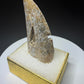 Fossilized dinosaur tooth from the Drumheller area of Alberta, showing a curved serrated crown with extensive fractures and surface loss.