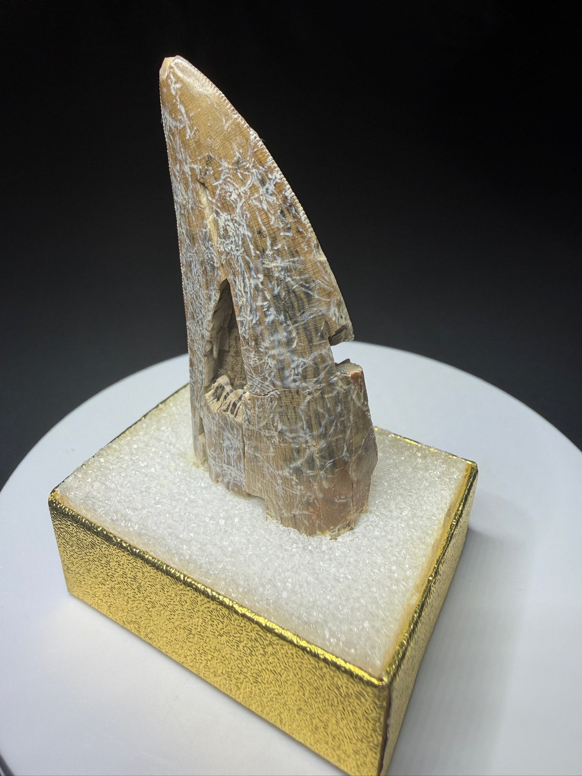 Fossilized dinosaur tooth from the Drumheller area of Alberta, showing a curved serrated crown with extensive fractures and surface loss.