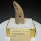 Fossilized dinosaur tooth with a curved brown crown, visible serrations, fractures and areas of surface loss.