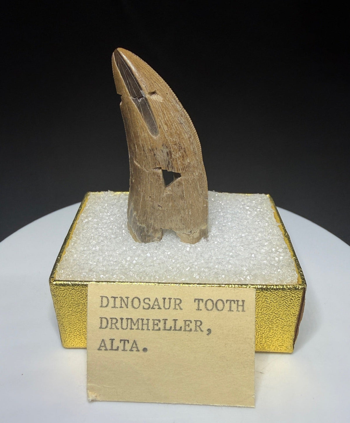 Fossilized dinosaur tooth with a curved brown crown, visible serrations, fractures and areas of surface loss.