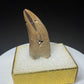 Fossilized dinosaur tooth with a curved brown crown, visible serrations, fractures and areas of surface loss.