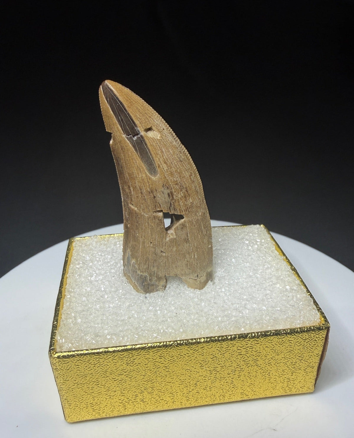Fossilized dinosaur tooth with a curved brown crown, visible serrations, fractures and areas of surface loss.