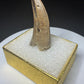 Fossilized dinosaur tooth with a curved brown crown, visible serrations, fractures and areas of surface loss.