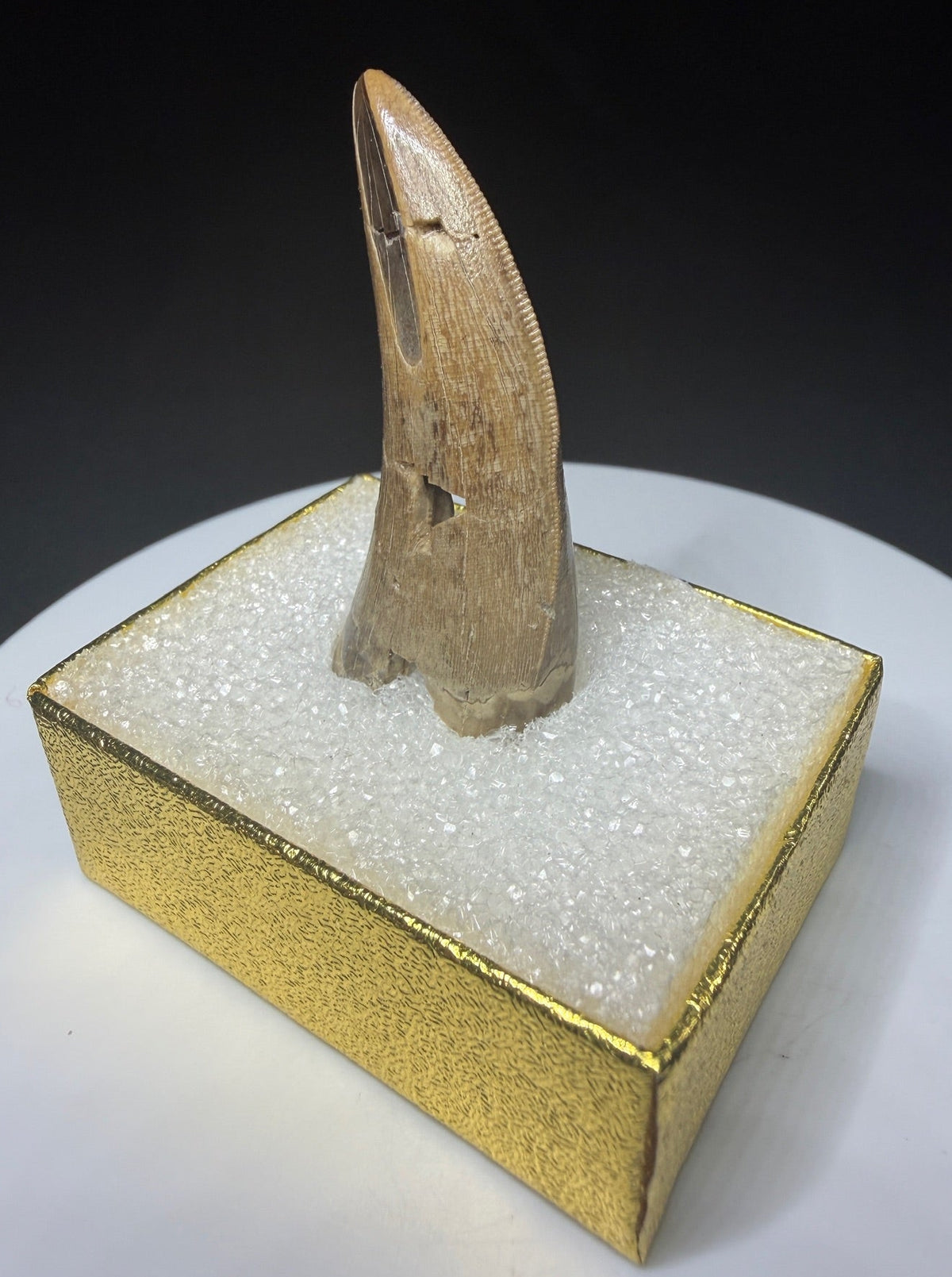 Fossilized dinosaur tooth with a curved brown crown, visible serrations, fractures and areas of surface loss.