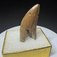 Fossilized dinosaur tooth with a curved brown crown, visible serrations, fractures and areas of surface loss.