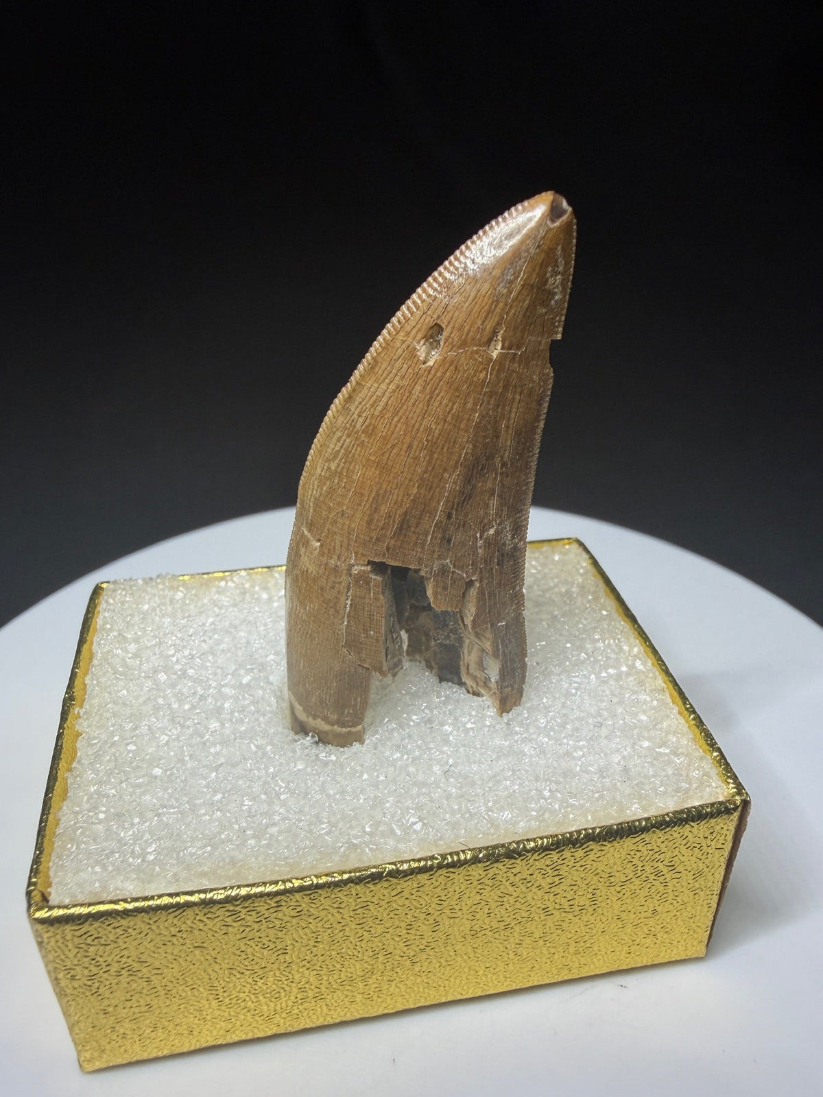 Fossilized dinosaur tooth with a curved brown crown, visible serrations, fractures and areas of surface loss.