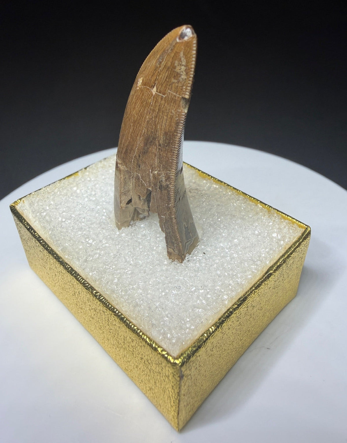 Fossilized dinosaur tooth with a curved brown crown, visible serrations, fractures and areas of surface loss.