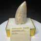 Fossilized dinosaur tooth HN998 from the Drumheller area of Alberta, Canada, showing tan-brown coloration, surface wear and an exposed internal cavity