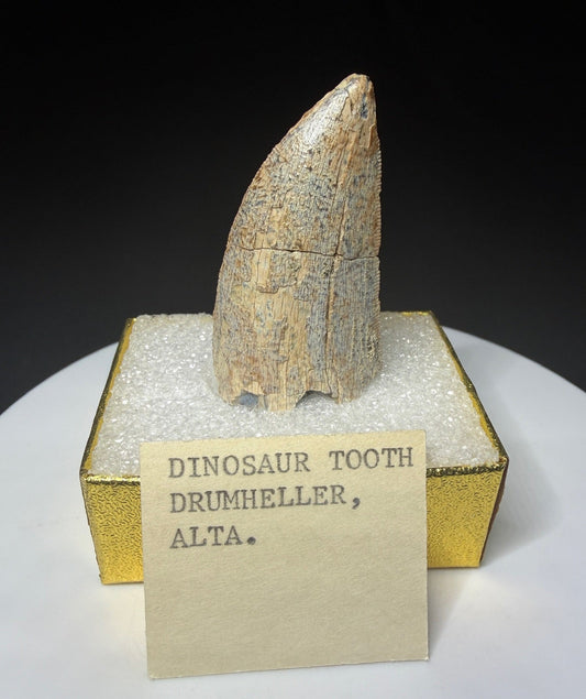Fossilized dinosaur tooth HN998 from the Drumheller area of Alberta, Canada, showing tan-brown coloration, surface wear and an exposed internal cavity