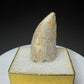 Fossilized dinosaur tooth HN998 from the Drumheller area of Alberta, Canada, showing tan-brown coloration, surface wear and an exposed internal cavity