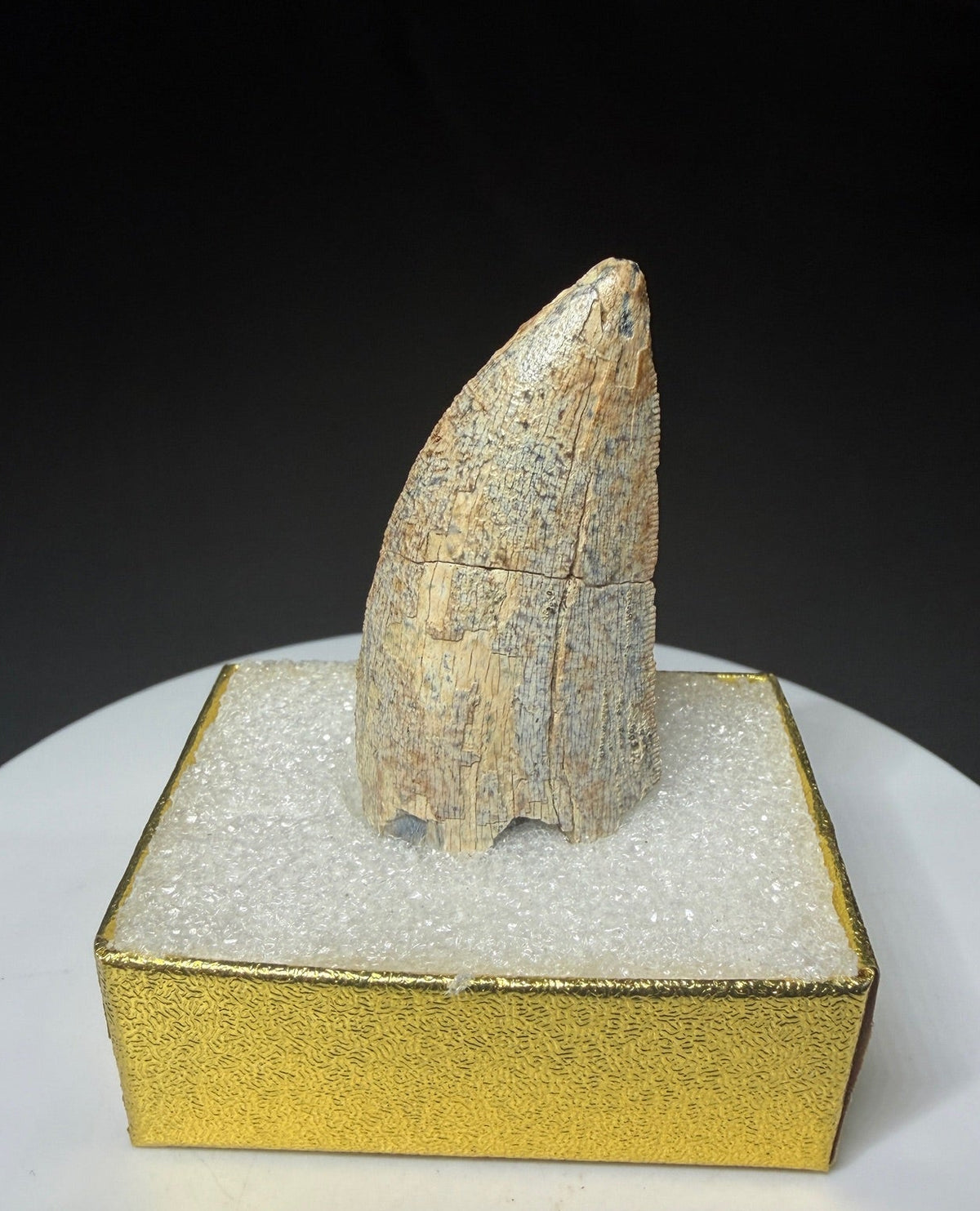 Fossilized dinosaur tooth HN998 from the Drumheller area of Alberta, Canada, showing tan-brown coloration, surface wear and an exposed internal cavity