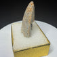 Fossilized dinosaur tooth HN998 from the Drumheller area of Alberta, Canada, showing tan-brown coloration, surface wear and an exposed internal cavity