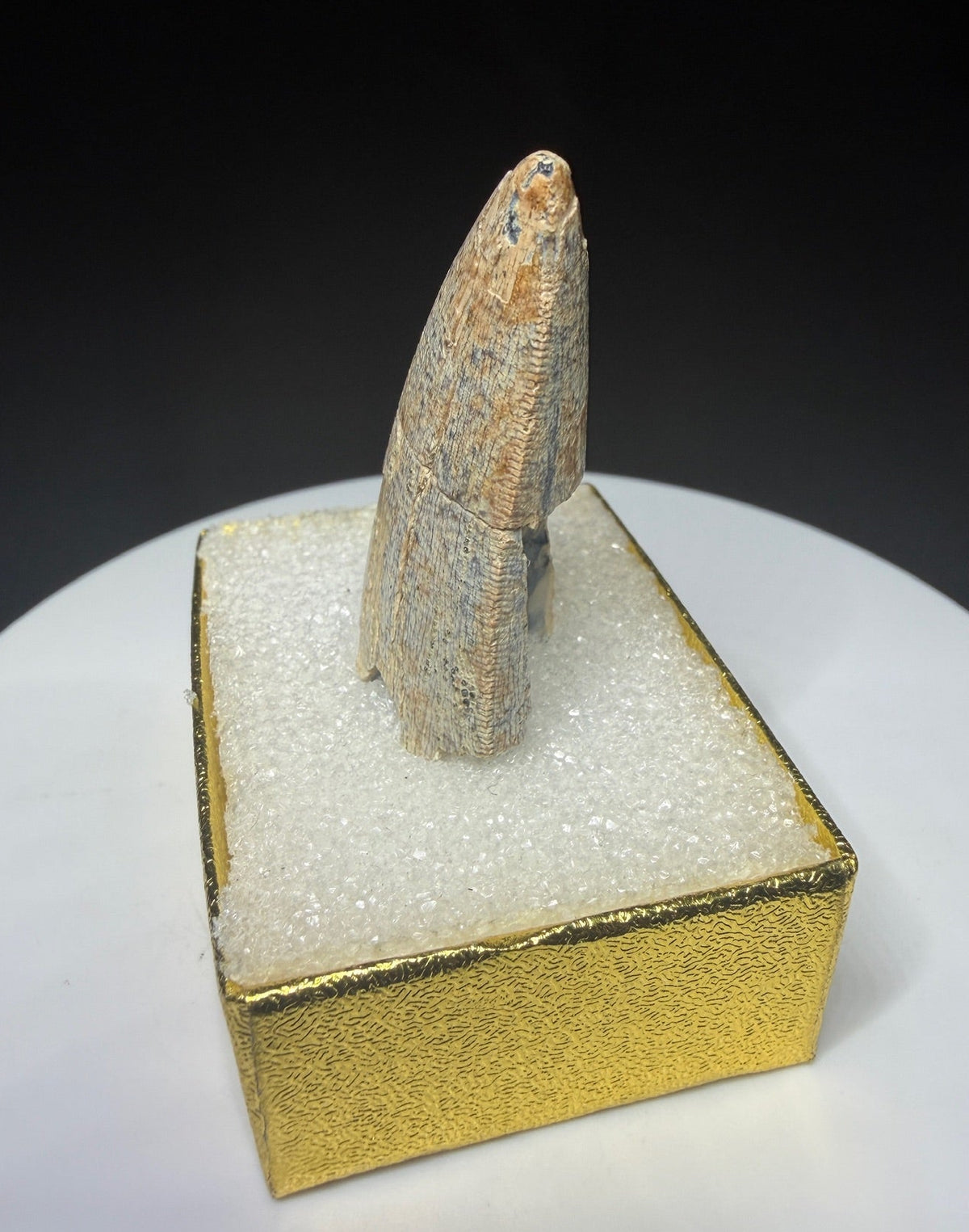 Fossilized dinosaur tooth HN998 from the Drumheller area of Alberta, Canada, showing tan-brown coloration, surface wear and an exposed internal cavity