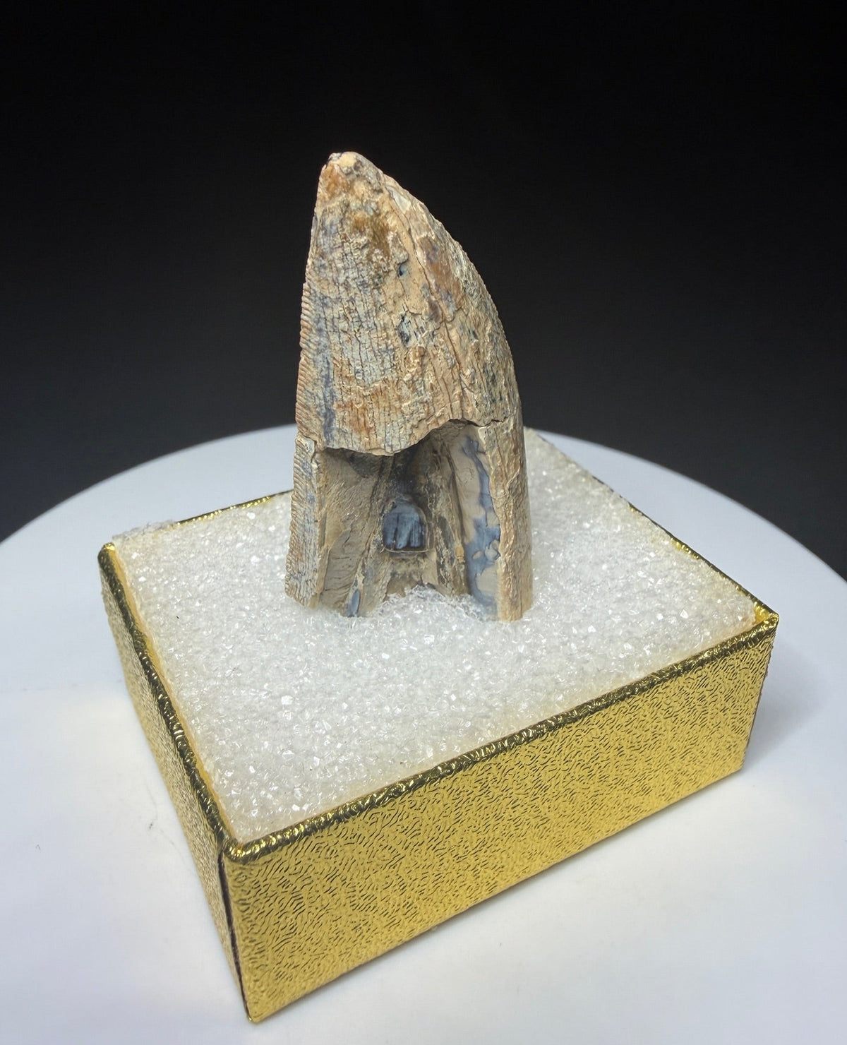 Fossilized dinosaur tooth HN998 from the Drumheller area of Alberta, Canada, showing tan-brown coloration, surface wear and an exposed internal cavity