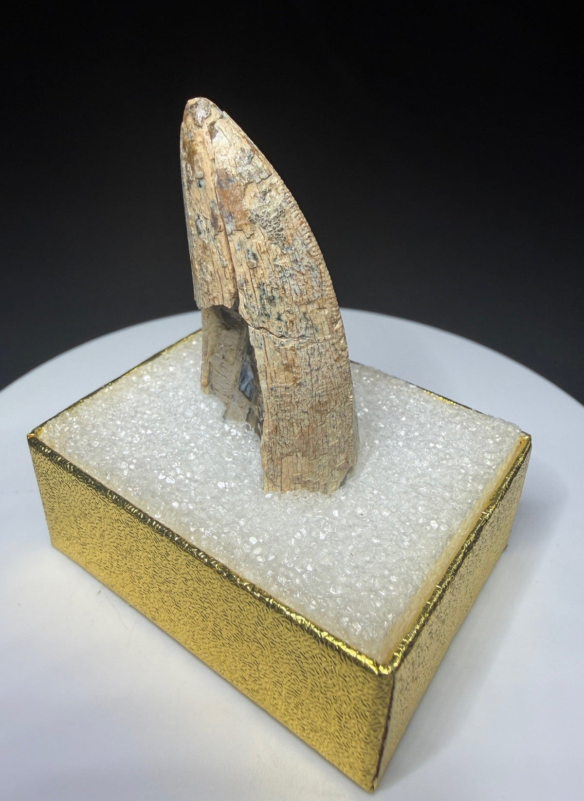 Fossilized dinosaur tooth HN998 from the Drumheller area of Alberta, Canada, showing tan-brown coloration, surface wear and an exposed internal cavity