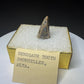 Fossilized dinosaur tooth from Drumheller, Alberta, with a compact curved brown crown and visible edge serrations.