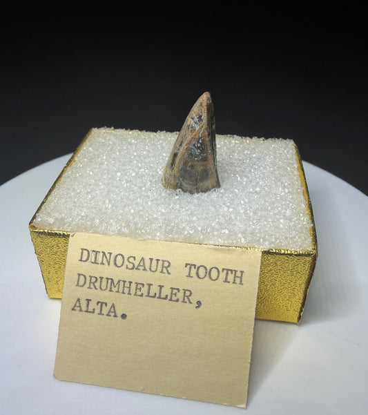 Fossilized dinosaur tooth from Drumheller, Alberta, with a compact curved brown crown and visible edge serrations.