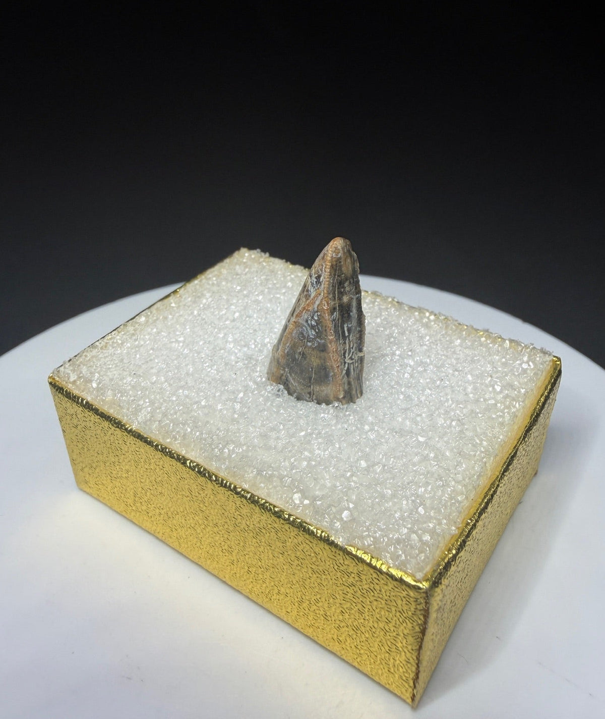 Fossilized dinosaur tooth from Drumheller, Alberta, with a compact curved brown crown and visible edge serrations.