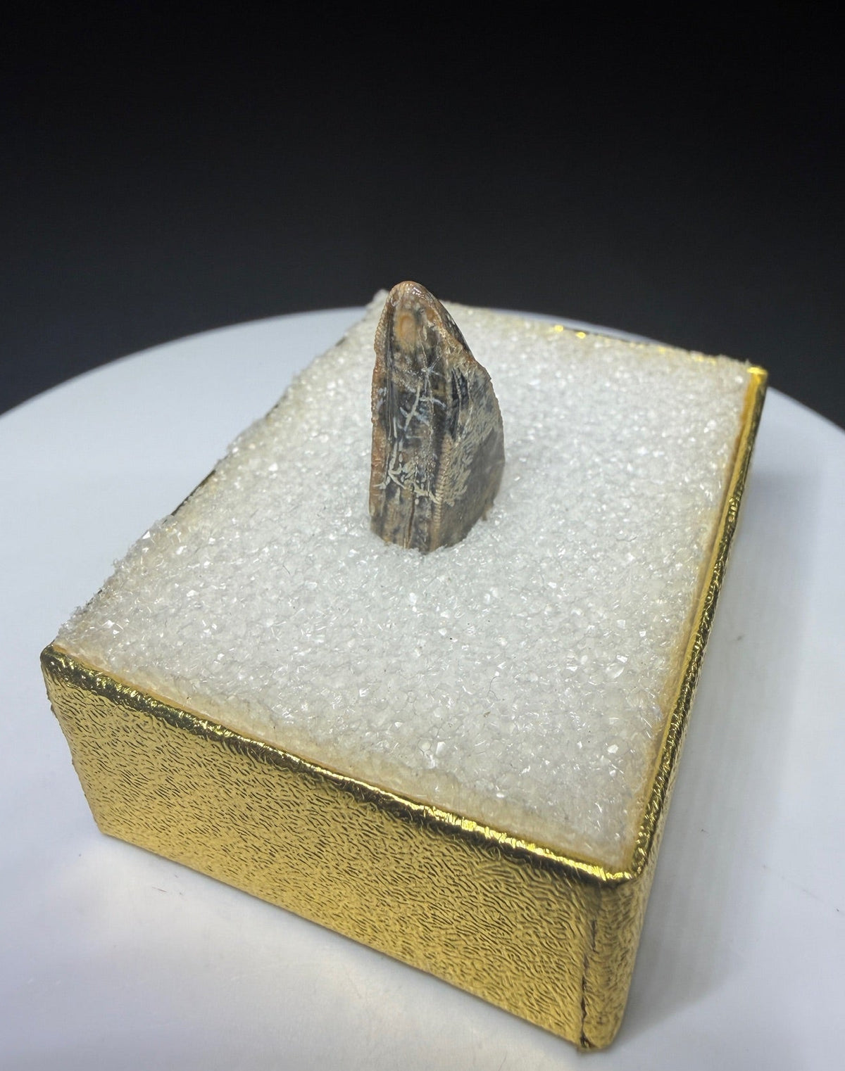 Fossilized dinosaur tooth from Drumheller, Alberta, with a compact curved brown crown and visible edge serrations.