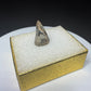 Fossilized dinosaur tooth from Drumheller, Alberta, with a compact curved brown crown and visible edge serrations.