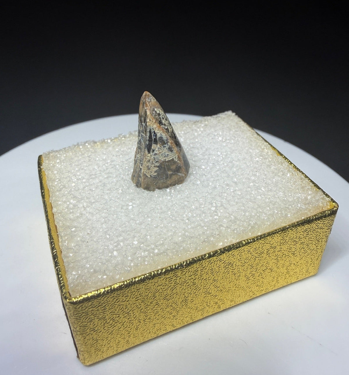 Fossilized dinosaur tooth from Drumheller, Alberta, with a compact curved brown crown and visible edge serrations.