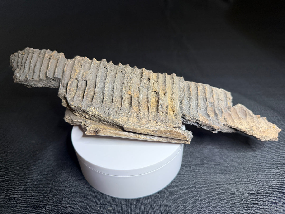 partial hadrosaur jaw showing empty teeth slots