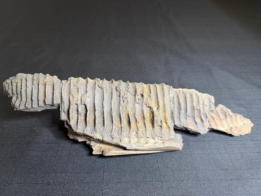 partial hadrosaur jaw HN634