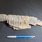 partial hadrosaur jaw HN634, showing broad brown bone surfaces and exposed internal texture, with a pen for scale.