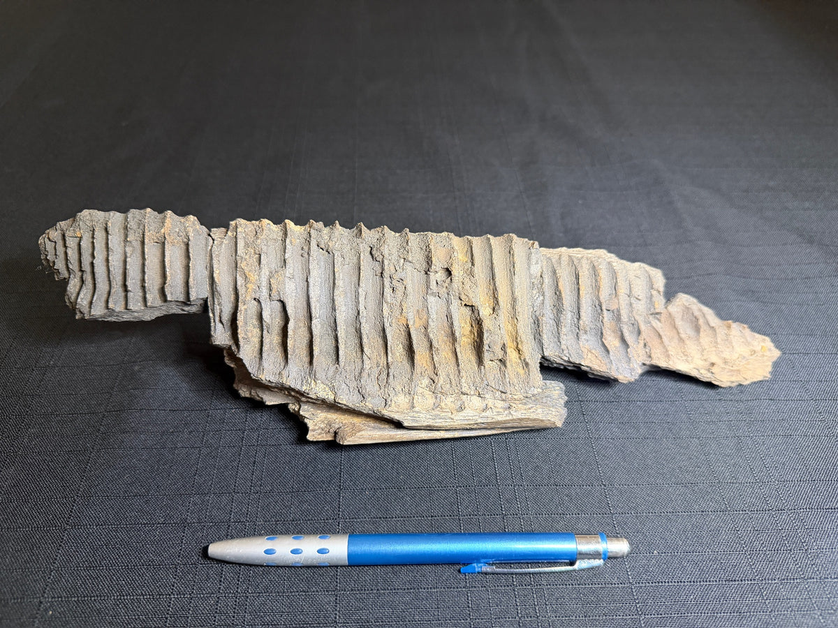 partial hadrosaur jaw HN634, showing broad brown bone surfaces and exposed internal texture, with a pen for scale.