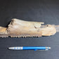 back side of the partial hadrosaur jaw, showing exposed external texture, with a pen for scale.