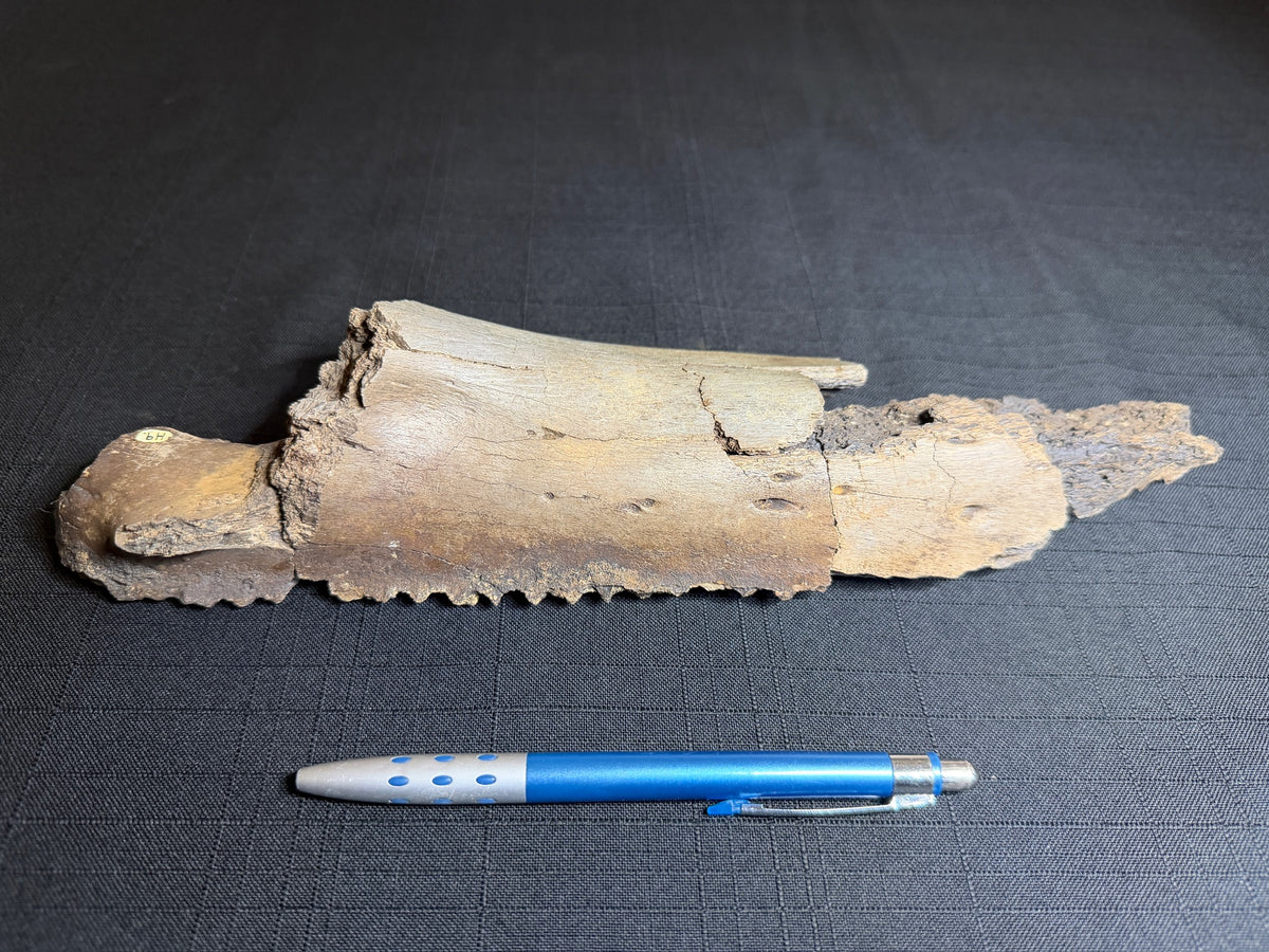 back side of the partial hadrosaur jaw, showing exposed external texture, with a pen for scale.