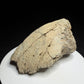 Hadrosaur terminal toe bone showing broad outer bone surfaces and specimen label HN694, Harvey Negrich Collection.