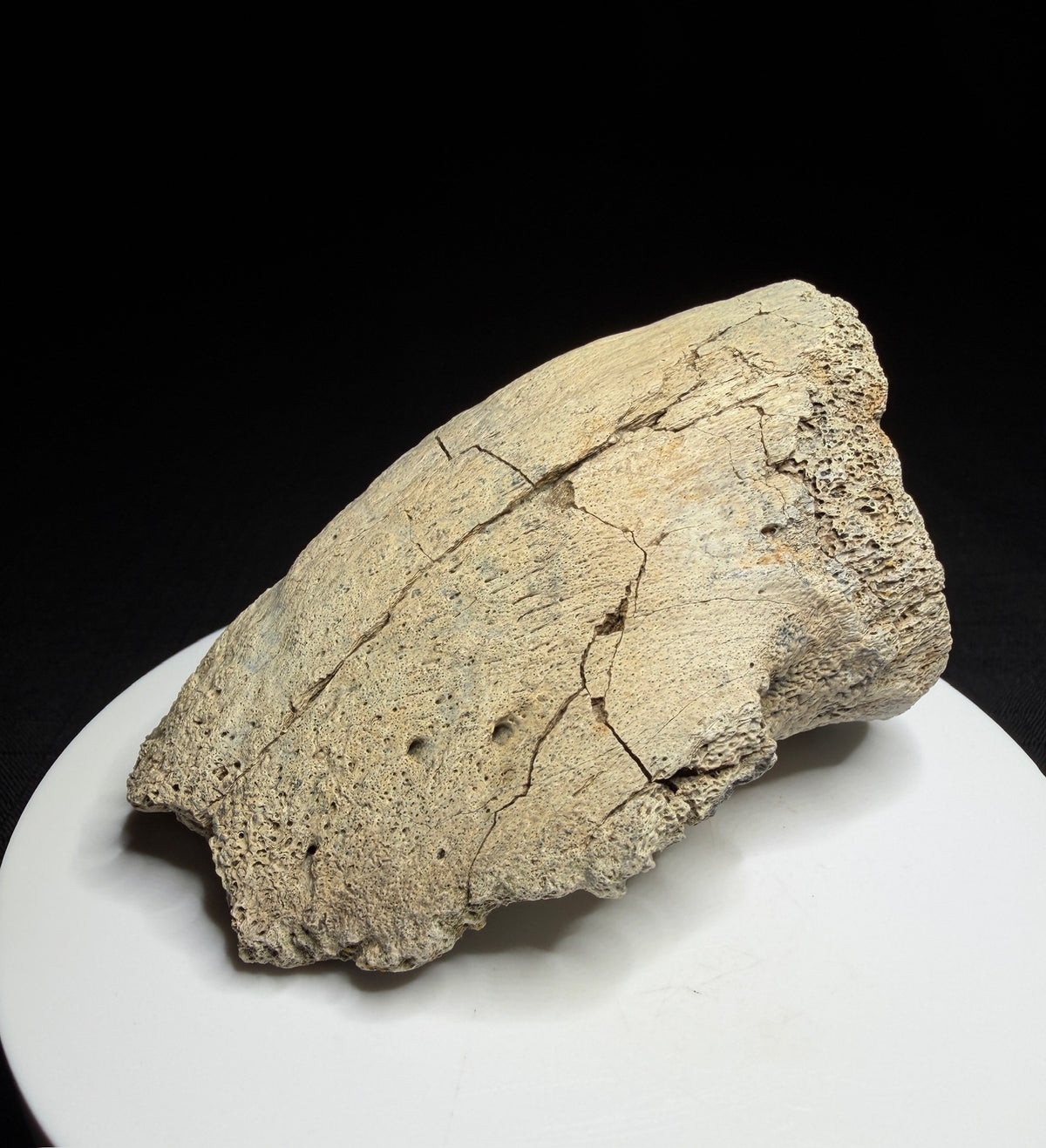 Hadrosaur terminal toe bone showing broad outer bone surfaces and specimen label HN694, Harvey Negrich Collection.