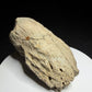 Hadrosaur terminal toe bone showing broad outer bone surfaces and specimen label HN694, Harvey Negrich Collection.