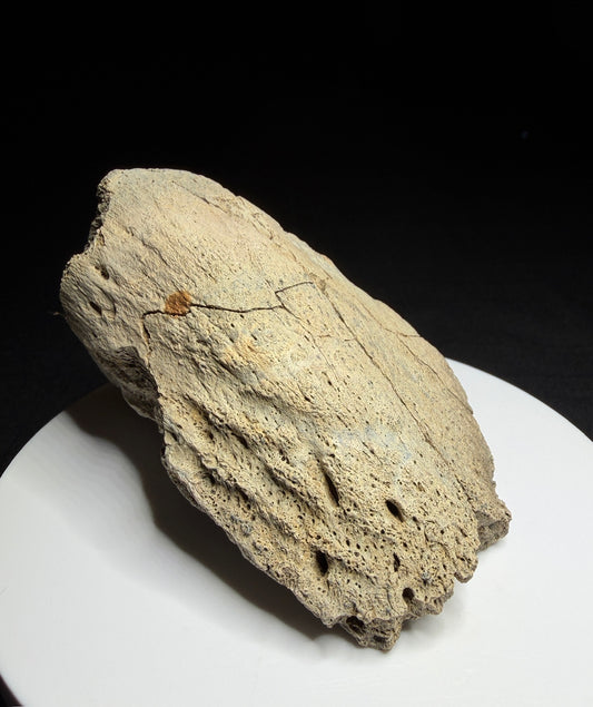 Hadrosaur terminal toe bone showing broad outer bone surfaces and specimen label HN694, Harvey Negrich Collection.