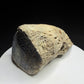 Side view of hadrosaur ungual showing its tapered profile and exposed porous bone structure, Alberta badlands, HN694.