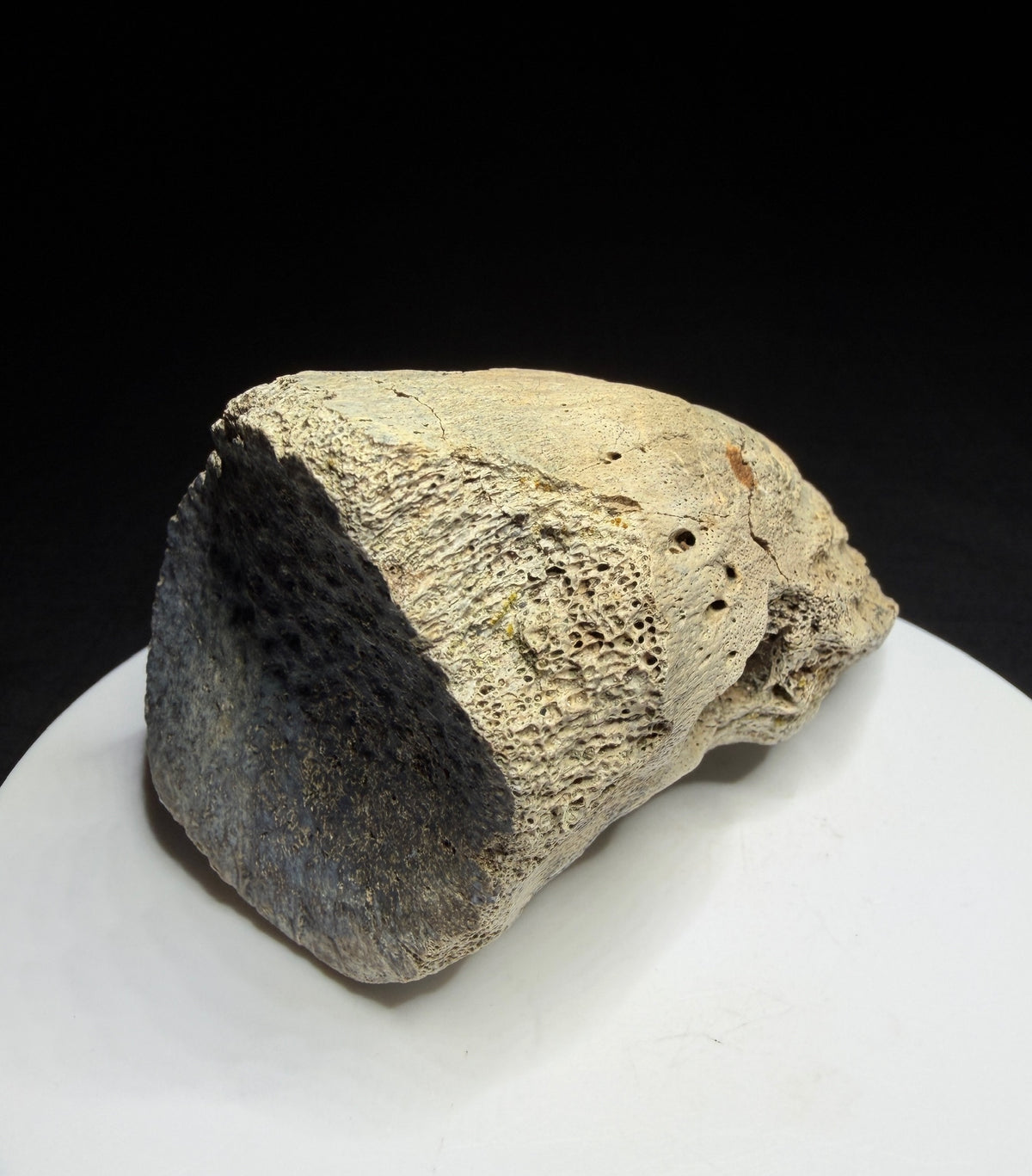 Side view of hadrosaur ungual showing its tapered profile and exposed porous bone structure, Alberta badlands, HN694.