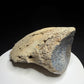 Side view of hadrosaur ungual showing its tapered profile and exposed porous bone structure, Alberta badlands, HN694.