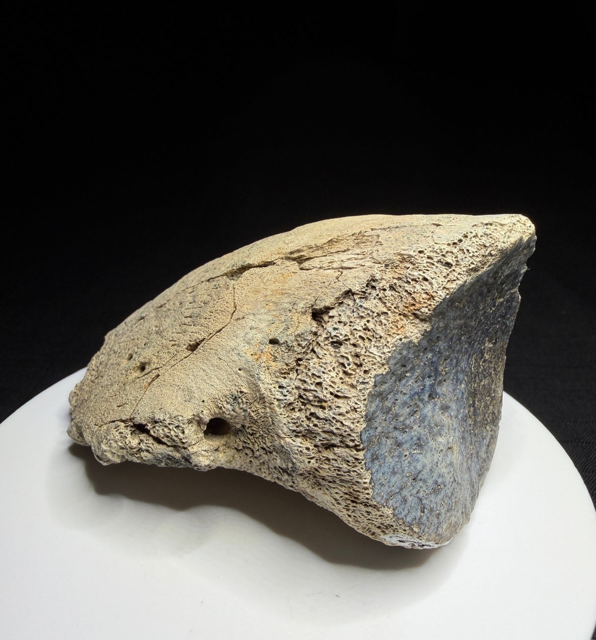 Side view of hadrosaur ungual showing its tapered profile and exposed porous bone structure, Alberta badlands, HN694.