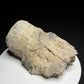 Hadrosaur terminal toe bone showing broad outer bone surfaces and specimen label HN694, Harvey Negrich Collection.