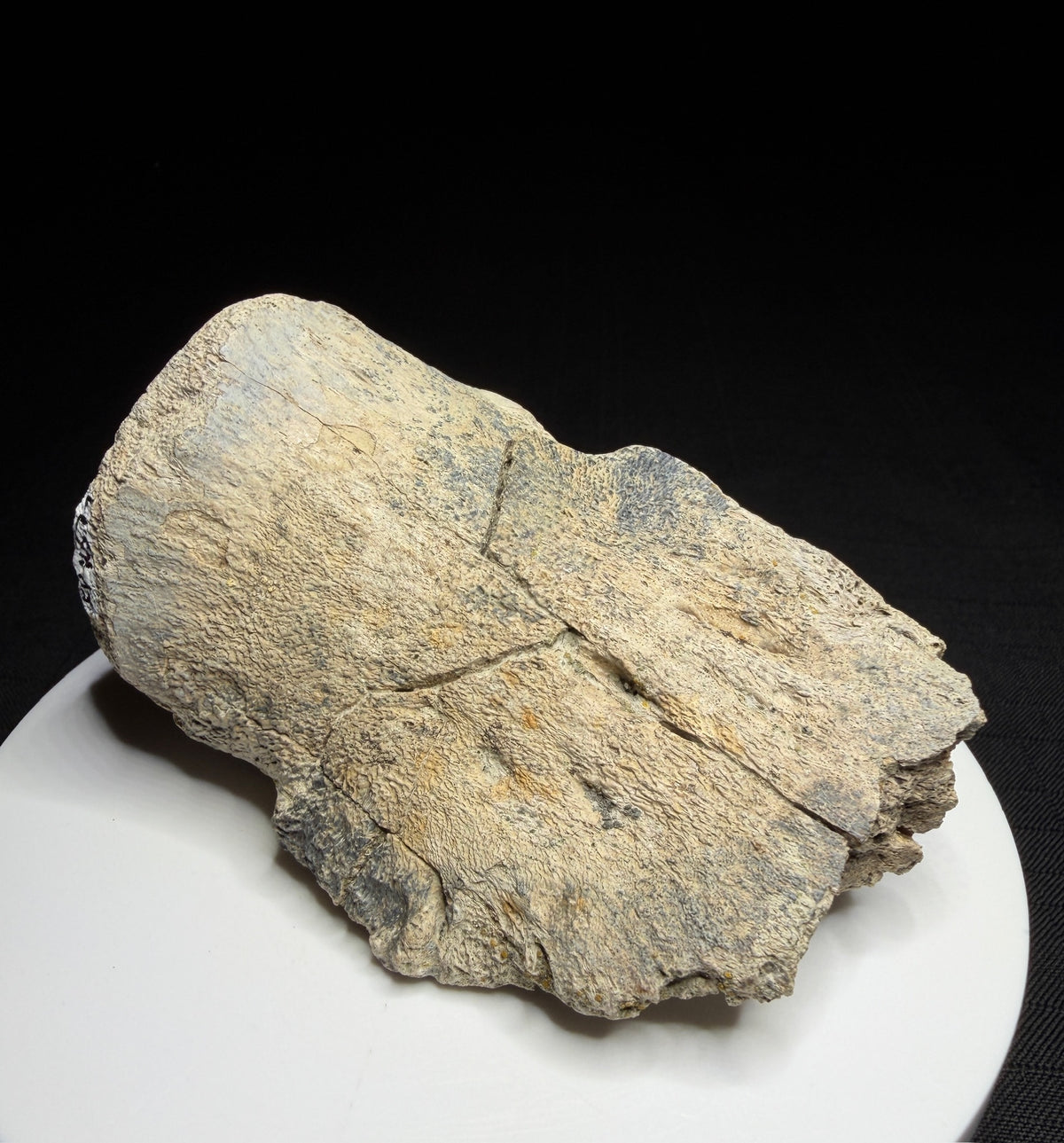 Hadrosaur terminal toe bone showing broad outer bone surfaces and specimen label HN694, Harvey Negrich Collection.